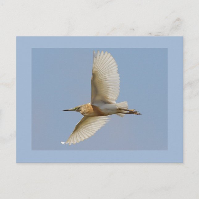 Squacco Heron Postcard (Front)