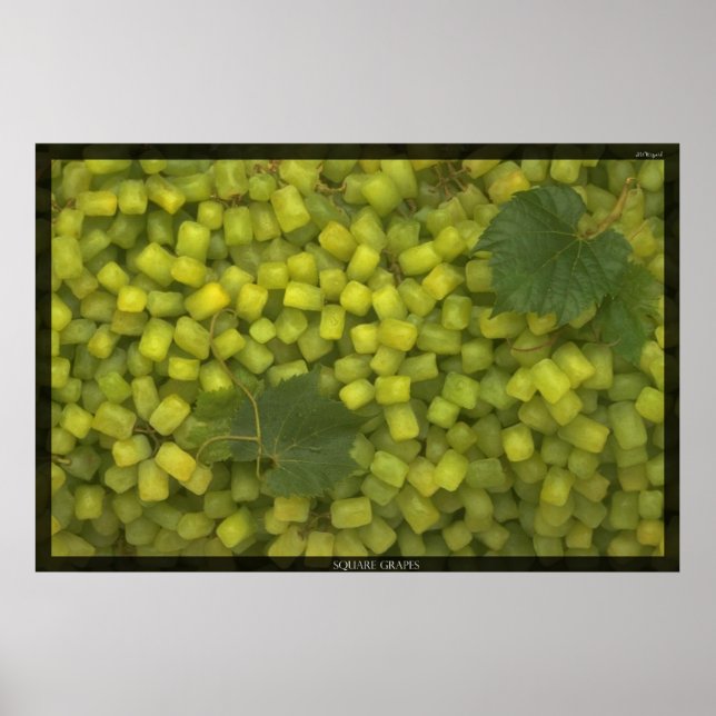 Square Grapes Poster (Front)