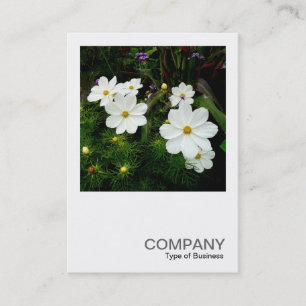 Square Photo 0159 - White Cosmos Flowers Business Card