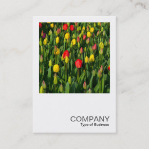 Square Photo 0202 - Colourful Tulips Business Card