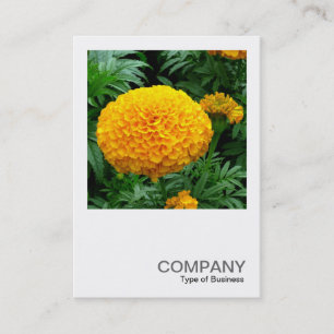 Square Photo 0240 - Orange Chrysanthemum Business Card