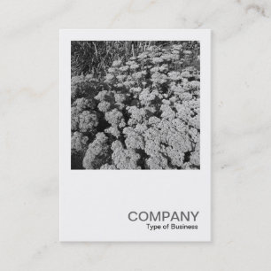 Square Photo 0340 - Sedum "Autumn Joy" Business Card