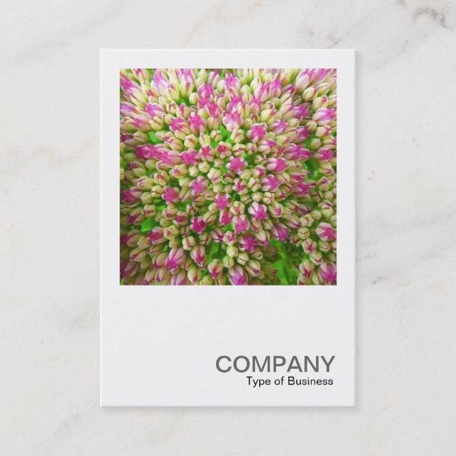 Square Photo 0341 - Sedum "Autumn Joy" Business Card (Front)