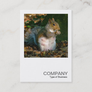 Square Photo 0356 - Grey Squirrel Business Card