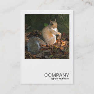 Square Photo 0364 - Grey Squirrel Business Card