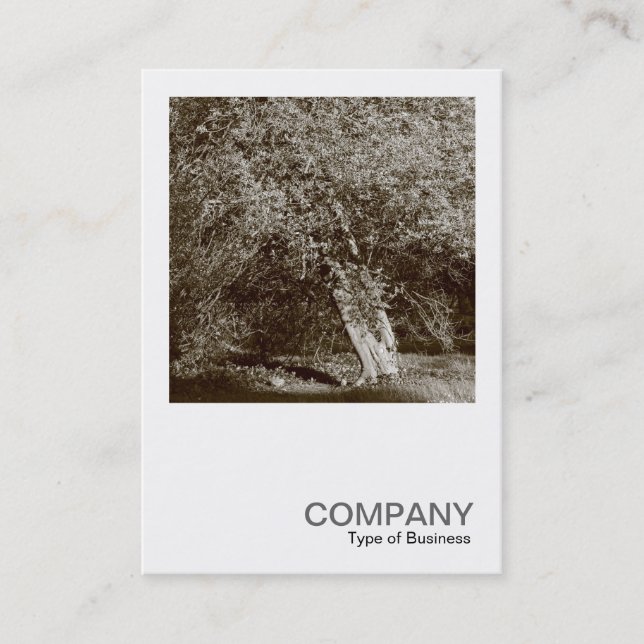Square Photo 0404 - Holly Tree - Sepia Business Card (Front)