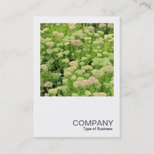 Square Photo 0426 - Sedum (Autumn Joy) Business Card