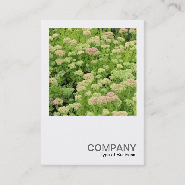 Square Photo 0426 - Sedum (Autumn Joy) Business Card (Front)