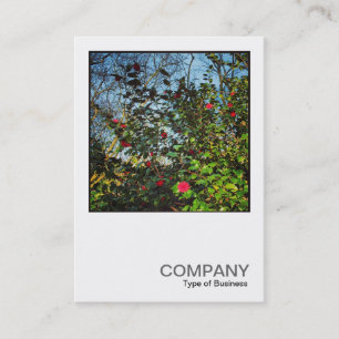 Square Photo 0437 - Camellia Bush Business Card