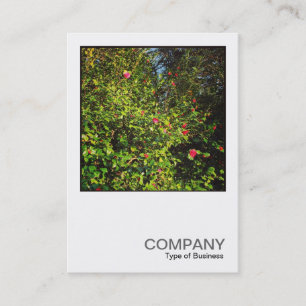Square Photo 0438 - Camellia Bush 02 Business Card