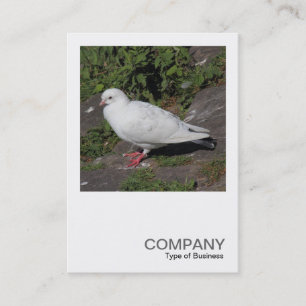 Square Photo 0452 - White Pigeon Business Card