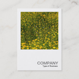 Square Photo 0480 - Bed of Yellow Daisies Business Card