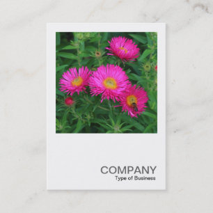 Square Photo 0493 - Michaelmas Daisies 02 Business Card