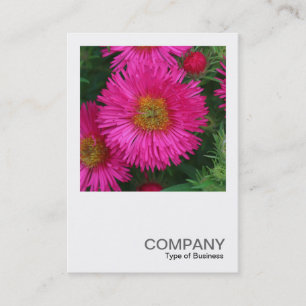Square Photo 0494 - Michaelmas Daisies 03 Business Card