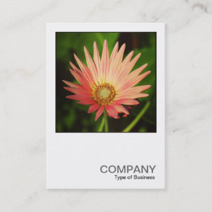 Square Photo 0506 - African Daisy Business Card