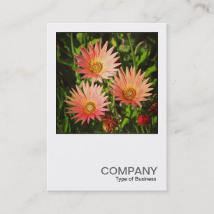 Square Photo 0507 - African Daisies Business Card
