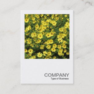 Square Photo 0508 - Yellow Daisies Business Card