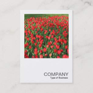 Square Photo 0511 - Bed of Red Tulips 02 Business Card