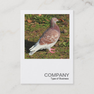 Square Photo 0551 - Pigeon Business Card