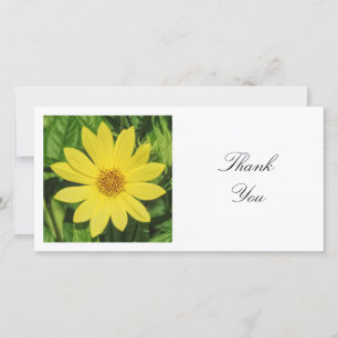 Square Photo - Helianthus 'Lemon Queen' Sunflower Thank You Card