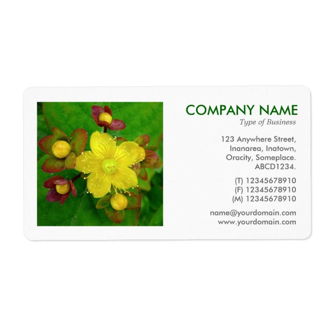 Square Photo - Hypericum perforatum (Front)