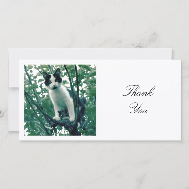 Square Photo - Kitten in an Apple Tree Thank You Card (Front)