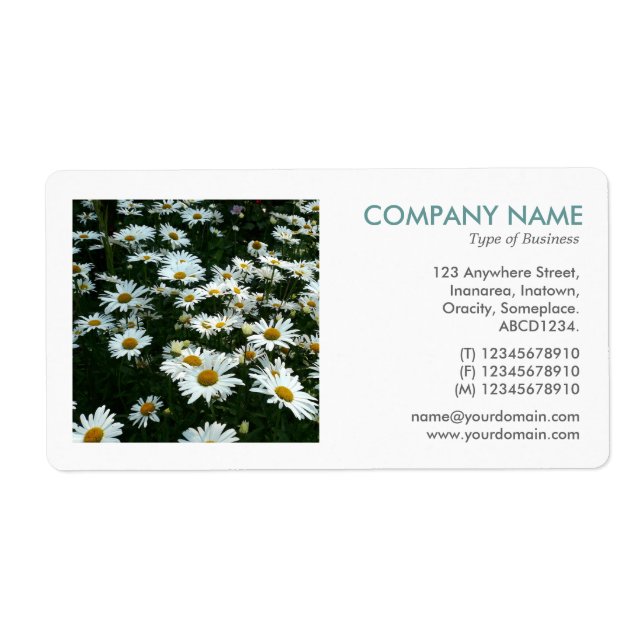 Square Photo - Shasta Daisies II (Front)
