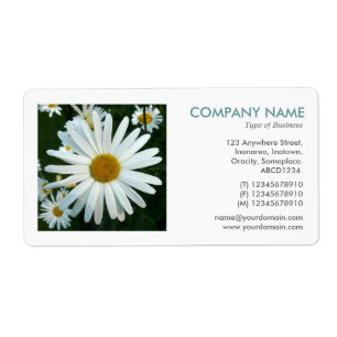 Square Photo - Shasta Daisy