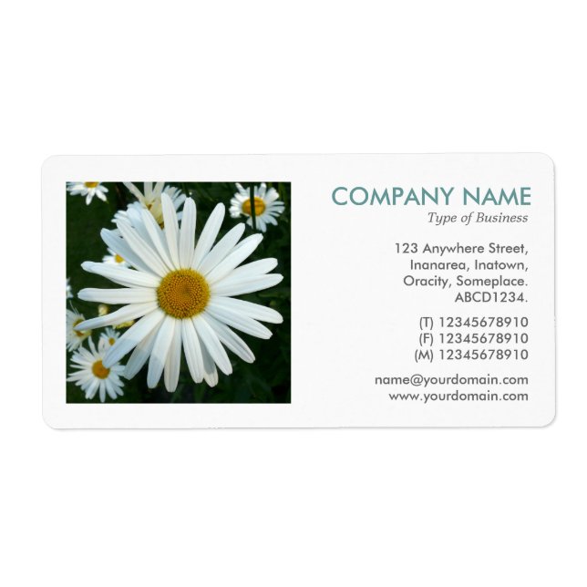Square Photo - Shasta Daisy (Front)