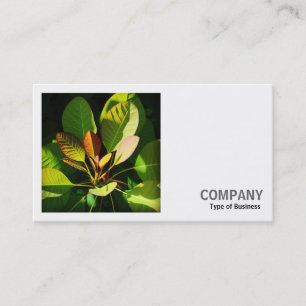 Square Photo (v2) - Colourful Sunlit Leaves Business Card