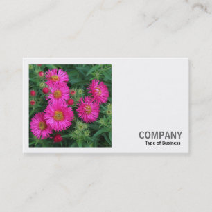 Square Photo (v2) - Michaelmas Daisies Business Card