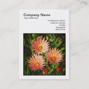 Square Photo (v3) - African Daisies Business Card