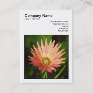 Square Photo (v3) - African Daisy Business Card
