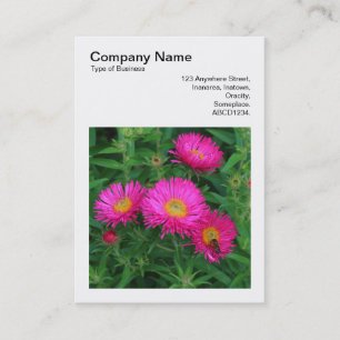 Square Photo (v3) - Michaelmas Daisies 02 Business Card