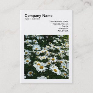 Square Photo (v3) - Shasta Daisies Business Card