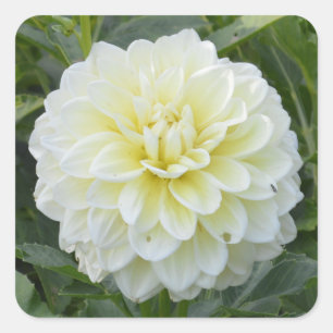 Square sticker with elegant white dahlia