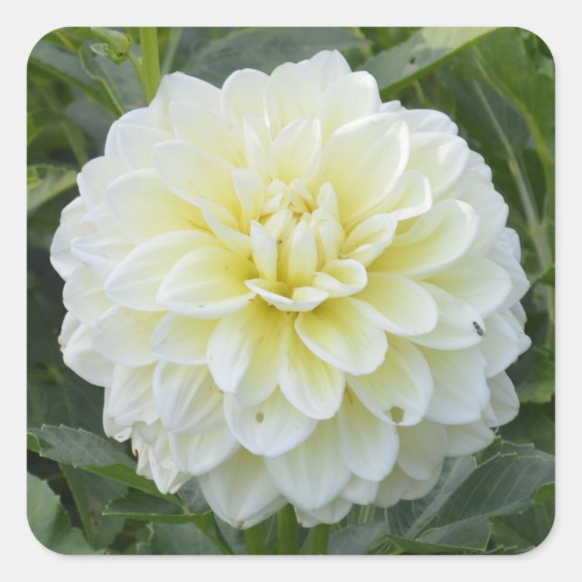 Square sticker with elegant white dahlia (Front)