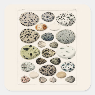 SQUARE STICKER WITH VINTAGE "BIRDS EGGS " CHART