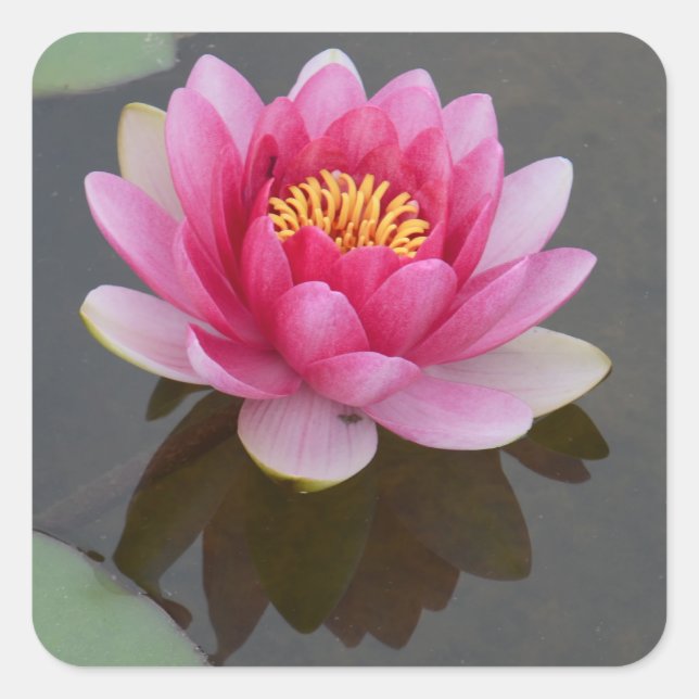 Square Sticker with Water Lily Design (Front)