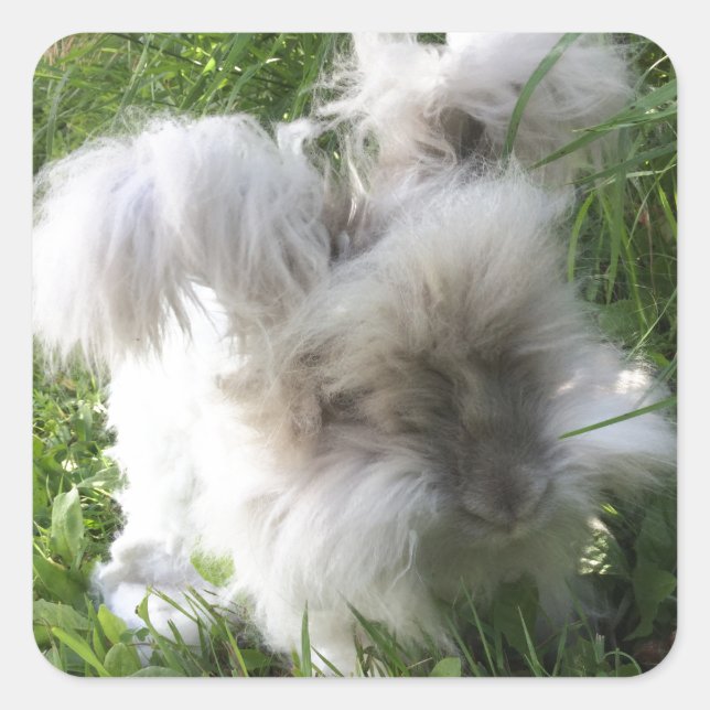 Square Stickers - English Angora Rabbit "Bradley" (Front)