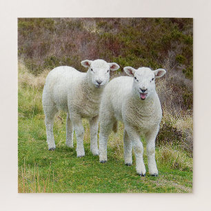 Square twin lambs Puzzle