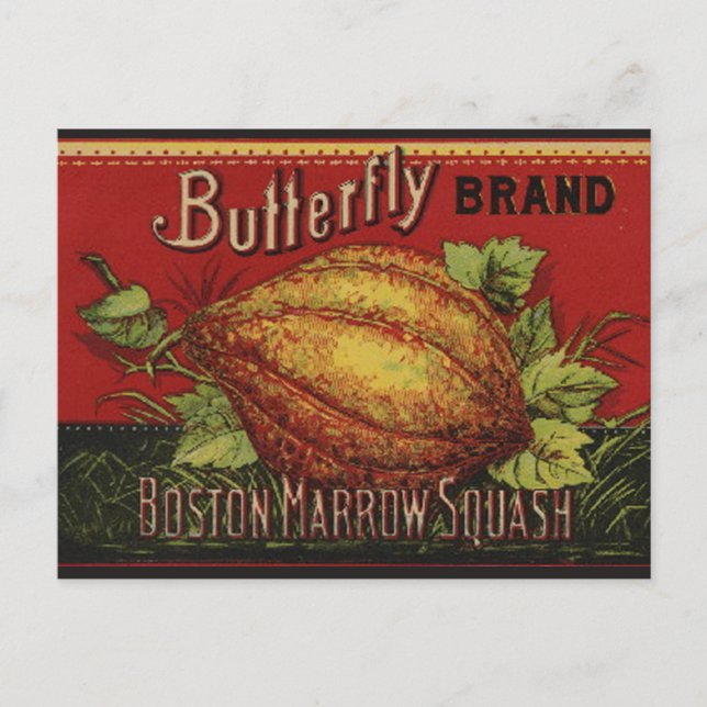 Squash Antique Vegetable Label Can Postcard (Front)