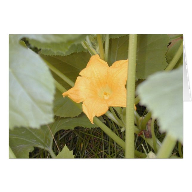 Squash Blossom card (Front Horizontal)