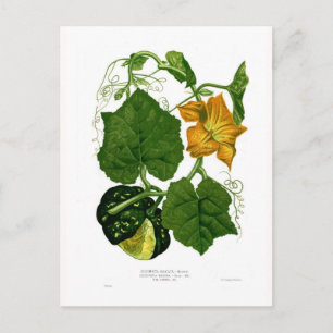 Squash (Cucurbita maxima) Postcard