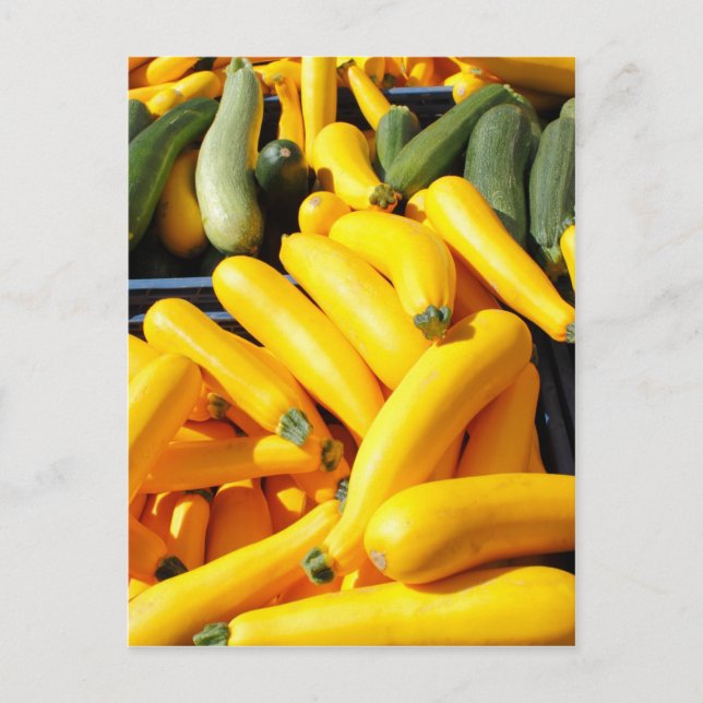 Squash in Yellow and Green Postcard (Front)