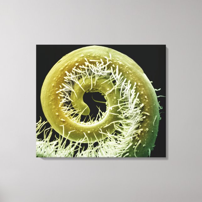 Squash Plant Tendril Canvas Print (Front)
