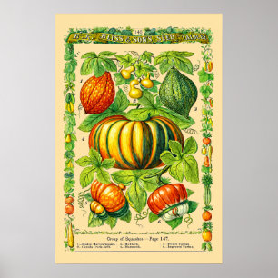 Squash Varieties Retro Victorian Era Botanical Art Poster