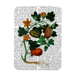 Squash Vine 1 Magnet