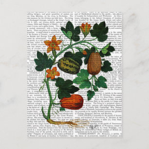 Squash Vine 1 Postcard