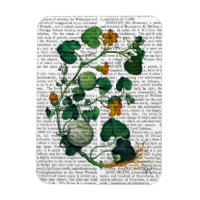 Squash Vine 2
